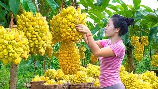 WOMEN Harvesting Star Fruit KHE, How To Cook Star Fruit Go To Market Sell |Harvesting Farm Produce