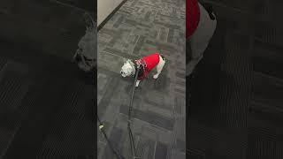 How My Frenchies Walk #how #my #frenchie #walk #dogdad #viral