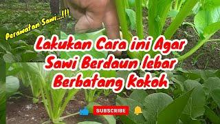 Cara Pemupukan Lanjutan Agar Sawi  Tumbuh Subur.