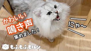 もふもふ猫のおしゃべり5選 【サイベリアン】