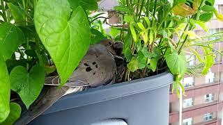 Mourning Dove Feeding Baby Chicks