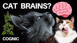 Everything You Need to Know About Cat Brains!