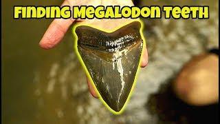 We Found Huge Megalodon Teeth in a Florida Creek | Fossil Shark Tooth Hunting