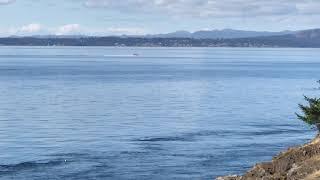 Lime Kiln Point State Park, San Juan Island 2018-09-17