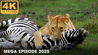 WILD AFRICA | Predators and Prey in Animal Kingdom | Nature Animal Documentary