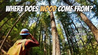 A Day in the Life of a Timber Cruiser | Timber Sale Prep |  American Conservation Experience (EPIC)