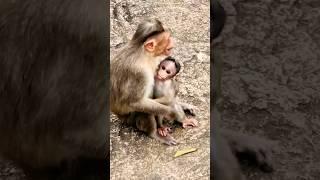 #monkey#motherandbaby#babymonkey#shorts#viral