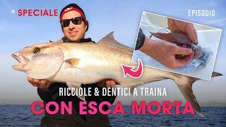 Pesca a TRAINA con Esca MORTA: Ricciole e Dentici » SPECIALE (E) @trabuccofishing​