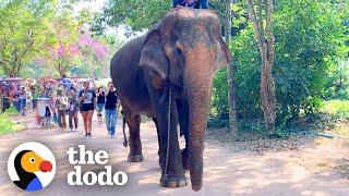 Elephant Rescued After 50 Years In Chains | The Dodo