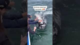 Китёнок приплыл поиграть СМЕШНЫЕ ПОДБОРКИ С ЖИВОТНЫМИ #Кит #TikTok