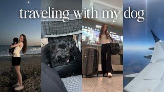 traveling abroad alone with my puppy | travel prep + what's in my dog travel bag