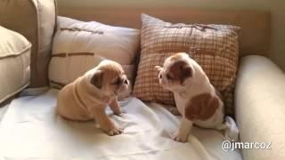 English Bulldog puppies adorably play together