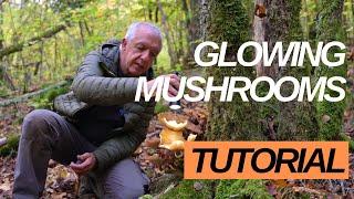 10 tips for glowing mushrooms photography