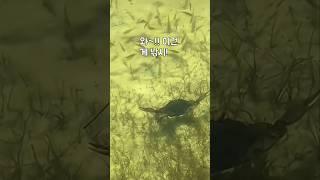환장한다! 게 잡다가 놓쳤다!