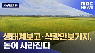 [지구한바퀴] 생태계보고·식량안보기지, 논이 사라진다 (2022.10.09/뉴스데스크/MBC)