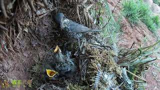 The cuckoo is getting weaker and weaker. How long can it last without feeding it?杜鹃鸟越来越虚弱，不喂它，还能撑多久？