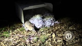 Eastern Barred Bandicoot Release