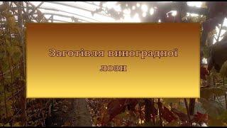 Виноград на Волині. Заготівля виноградної лози