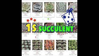 1$ Succulent from XPLANT in KOREA