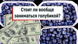 Голубика как бизнес // Стоит ли заниматься голубикой?