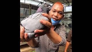 The World's Largest Pigeon The King of Pigeons #viralshorts #shorts #youtubeshorts