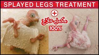 budgie splayed legs treatment | treatment of splayed legs budgie ||Urdu / Hindi #splayedlegskailaaj