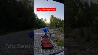 #fruit #lingonberry #harvesting #cranberry #cowberry My Facebook Taras Staretskyy