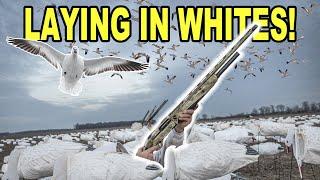 LAYING IN HUGE WHITE SPREAD for Arkansas Conservation Snows!! (TRIPLE DIGITS)