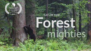 Forest mighties- big forest five(wolf,bear, lynx,  eagle and white-tailed eagle)