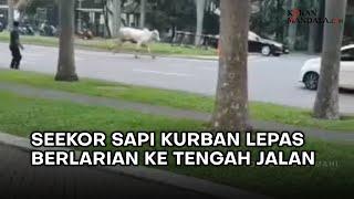 Seekor Sapi Kurban Lepas dan Berlari ke Tengah Jalan Raya