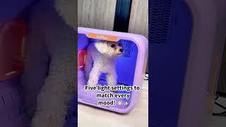 Comfort,safety,and love—DryerBot has it all!#kitplus #grooming #petdryer #love #cute #puppy
