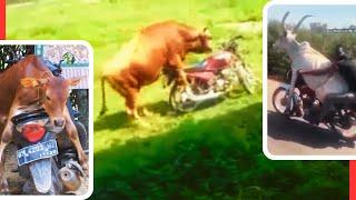 Sapi-nya Pingin Naik Motor..