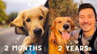 Golden retriever puppy growing up | 2 months to 2 years