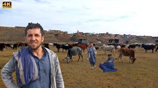 گزارش از غلام نبی گاونگهبان دهکده ما || Report from Ghulam Nabi guard cow of our village