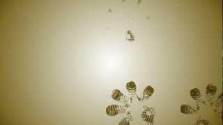 Gecko Beach Club Formentera Mixed & Compilied by Ben Sowton ADVERT