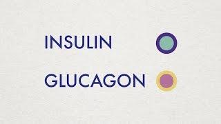 Insulin and Glucagon - Simple Animation