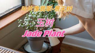 玉树祝你好运/Jade Plant/叶片像翡翠一样的景天树/养好玉树也会开花