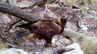 Golden Eagle in Southern Arizona on my Trail cameras