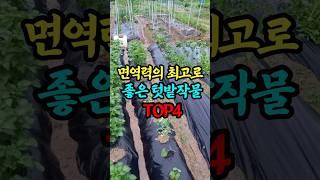 면역력의 최고로 좋은 텃밭작물 TOP4