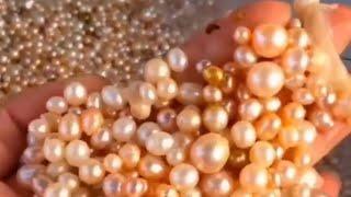 The Whole Process Of Picking Up Pearls