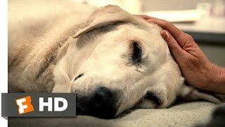 Marley & Me (5/5) Movie CLIP - You're a Great Dog, Marley (2008) HD