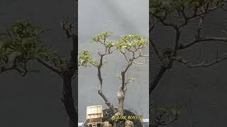 Keindahan tersembunyi dari  bonsai bergaya bunjin