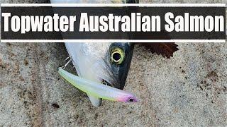 Salmon and Tailor on the OSP Bent Minnow - Fishing Sydney Harbour