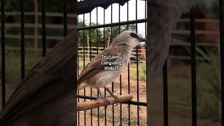 Pancingan Trucuk langsung Nyuat #birds #trucukan #pancingan #masteran #kicaumania #shorts #viral