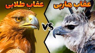 مقایسه عقاب هارپی و عقاب طلایی - کدام یک پادشاه آسمان ها است ؟ Golden Eagle VS Harpy Eagle