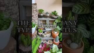 Decactus is a cactus shop in Cambodia