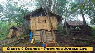 SIGHTS & SOUNDS - Province Jungle Life In The Philippines #lifestyle #nature