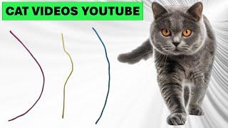 Cats' favorite videos Change every 3 minutes Cat toys 45 cat videos youtube Play it on TV.