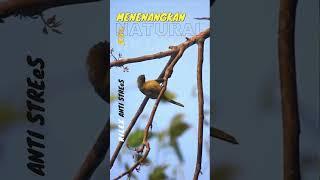 #burungberkicau #kicaumania #burungkicauan #faunakicau #birds #jenisburungkicau #burungkicaumania