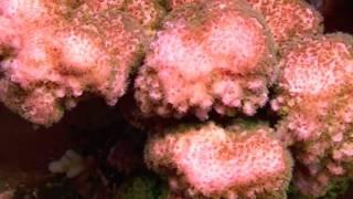 Robertus Reef - video view from above